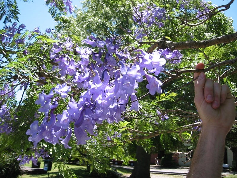 小話 (3) 紫色の花（Jacaranda：ハカランダ）